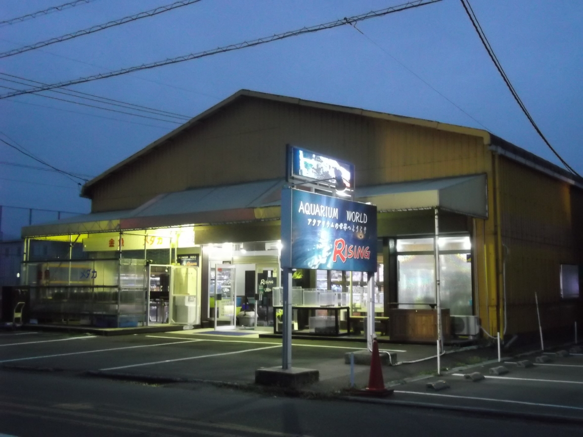 �A�N�A���E�����[���h���C�W���O AquariumWorldRising ��768-0011 ���쌧�ω����s�o�쒬8-1 �d�b�ԍ��F0875-23-7772 11��00��-19��00���E�ؗj����x�� �C���X�^�O���� https://www.instagram.com/aquarium_rising/ ���s�{�������s�̌� ���u�Ѝ��Z�ʐ^������ ���c�^�m�F�i�܂����܂����j�搶���B�e